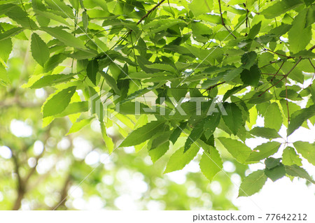 Fresh green dazzling spring of Koajiro no Mori in the unexplored region of Miura City, Kanagawa Prefecture, on the Shonan Miura Peninsula Fresh green dazzling spring of Koajiro no Mori in the unexplored region of Miura City, Kanagawa Prefecture, on the Shonan Miura Peninsula 77642212