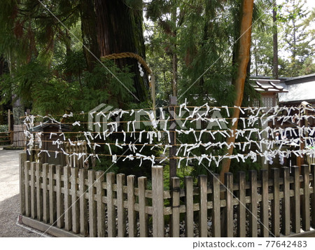 Omikuji Oomiwa Shrine, which took a lot of omikuji and omikuji 77642483