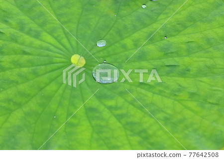 Lotus leaves and polka dots Lotus leaves and polka dots 77642508