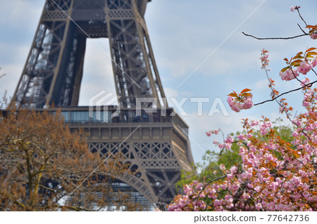 2021 年 4 月 14 日攝於巴黎特羅卡德羅花園的櫻花和埃菲爾鐵塔 2021 年 4 月 14 日攝於巴黎特羅卡德羅花園的櫻花和埃菲爾鐵塔 77642736