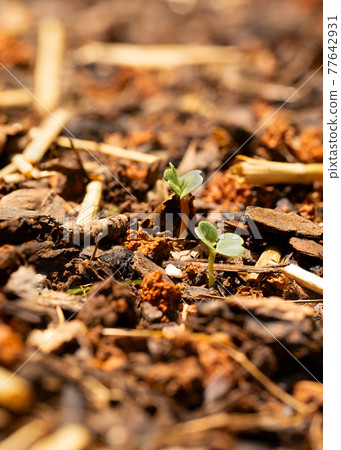 Flowers Sprouting in Garden Flowers Sprouting in Garden 77642931