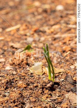 Onion Plant Sprouts in Garden Onion Plant Sprouts in Garden 77642932