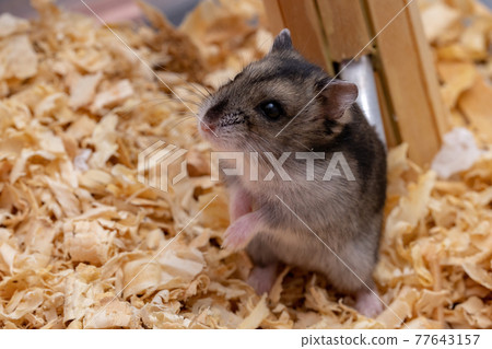 Campbell's dwarf hamster 77643157