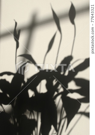 Silhouette of plants bathing in the morning sun Life with botanicals Silhouette of plants bathing in the morning sun Life with botanicals 77643321