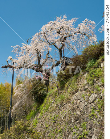 地藏前院的垂枝櫻花映襯著藍天 地藏前院的垂枝櫻花映襯著藍天 77643354