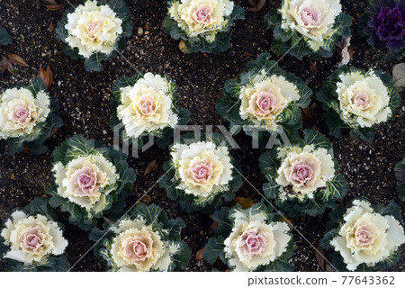 Leaf peony field-1 Leaf peony field-1 77643362