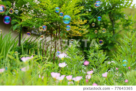 Background image | A landscape of beautiful flowers and soap bubbles floating in the green 77643365