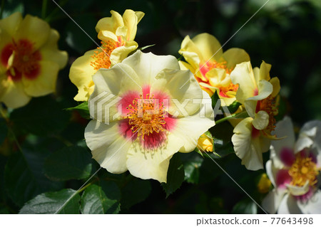 Rose Eye of the Tiger Rose Eye of the Tiger 77643498