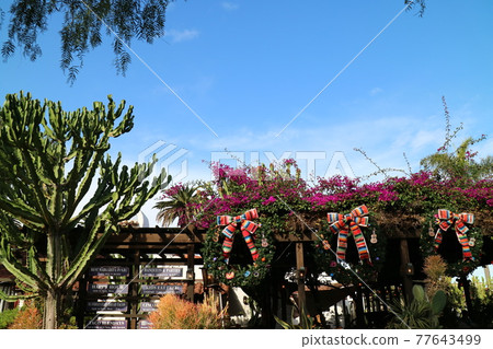 Mexican Christmas ribbon wreath and cactus Mexican Christmas ribbon wreath and cactus 77643499