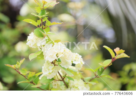 Flowers of the Odemari 77643606