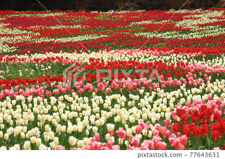 鬱金香 750 鬱金香 750 77643631