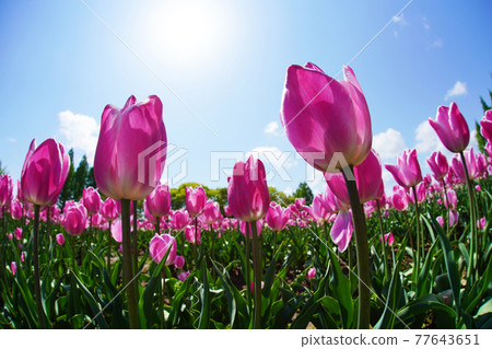 Tulip 114 Tulip 114 77643651