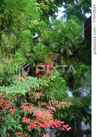 南天紅果-16 77643694