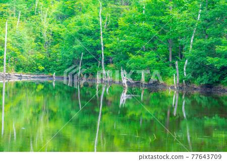 夏天的乘鞍高原舞池之池[長野縣] 77643709