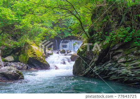 Bandokoro Kotaki on the Norikura Plateau in summer [Nagano Prefecture] 77643725