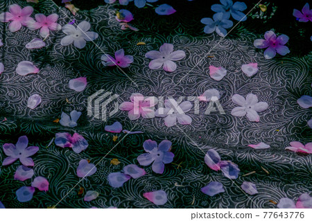 橫濱英式花園的花 橫濱英式花園的花 77643776