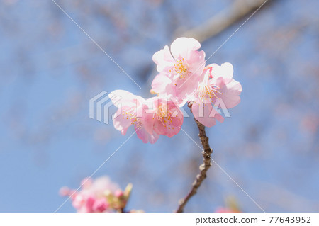Early blooming Kawazu cherry tree Early blooming Kawazu cherry tree 77643952