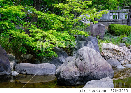 Fresh green of Japanese garden 77643983