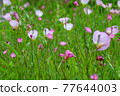 Background image | Beautiful flower landscape blooming in green 77644003