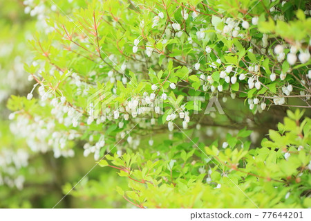 Dudedzia flower 77644201