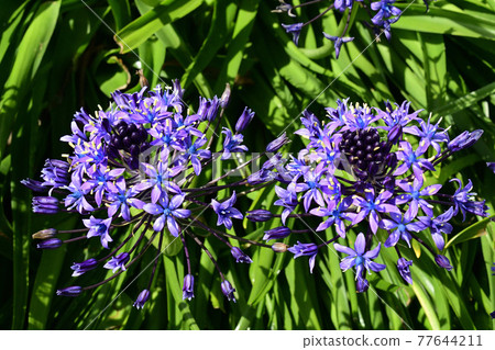 Schiller is a gorgeous flower in which florets gather in a bell shape and bloom. 77644211