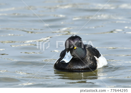 Kinkrochasshuro 77644295