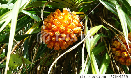 Adan sold in orange Adan sold in orange 77644389
