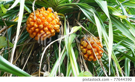 Adan resembling a pineapple Adan resembling a pineapple 77644390