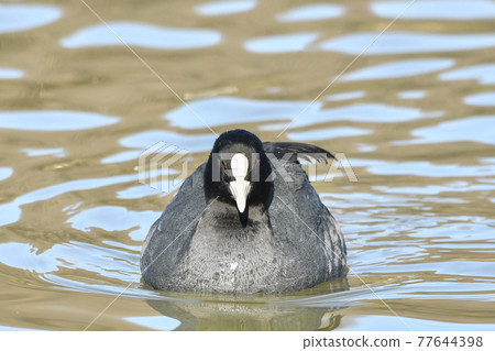 Oh van Oh van 77644398