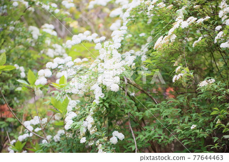 Kodemari Flower - Stock Photo [77644463] - PIXTA