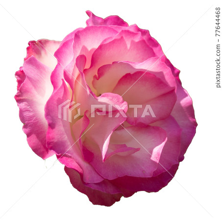 Rose flower (reddish white, transparent background) Rose flower (reddish white, transparent background) 77644468