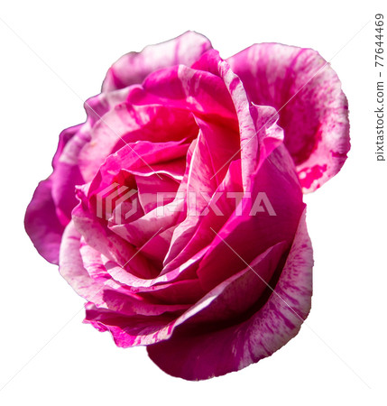 Rose flower (reddish white, transparent background) 77644469
