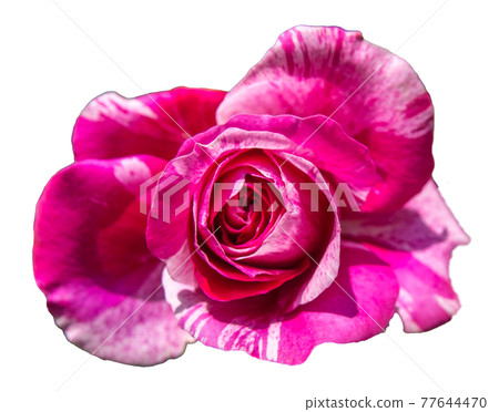 玫瑰花(紅白色,透明背景) 玫瑰花(紅白色,透明背景) 77644470