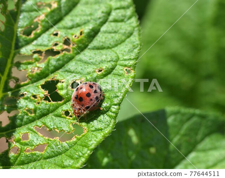 Henosepilachna vigintioctopunctata eating potato leaves 77644511