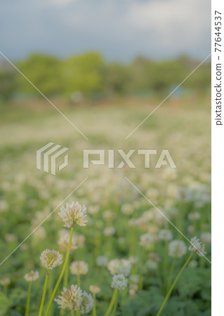 White clusters 77644537