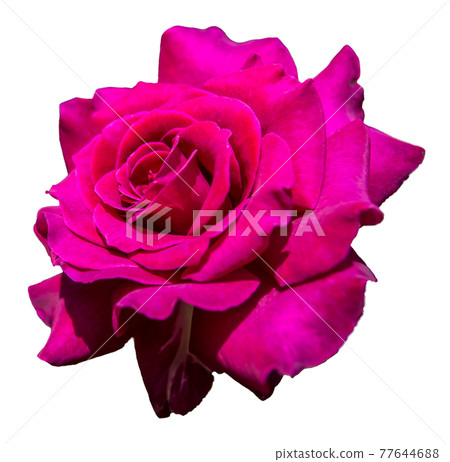 玫瑰花(紫紅色,透明背景) 玫瑰花(紫紅色,透明背景) 77644688