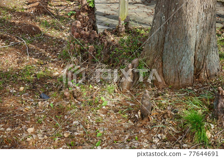 弘前公園 弘前城植物園的春天 弘前公園 弘前城植物園的春天 77644691