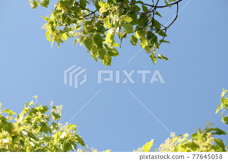 A refreshing landscape of fresh green and blue sky A refreshing landscape of fresh green and blue sky 77645058
