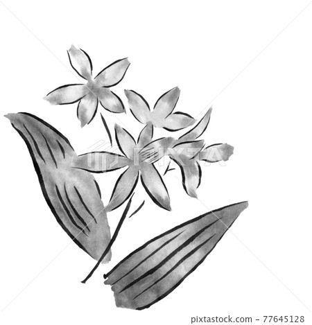 Flower illustration (silane) Flower illustration (silane) 77645128