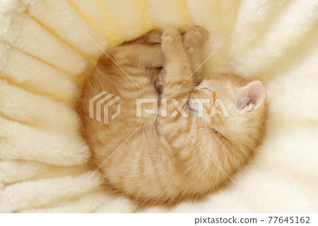 Everyday scenery of cat parents and children Everyday scenery of cat parents and children 77645162