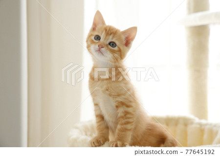 Everyday scenery of cat parents and children Everyday scenery of cat parents and children 77645192