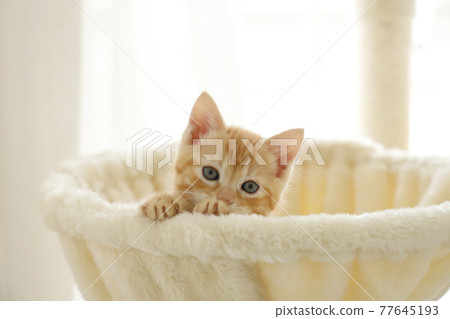 Everyday scenery of cat parents and children Everyday scenery of cat parents and children 77645193