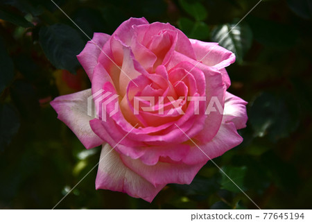Rose flower Rose flower 77645194
