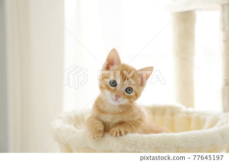 Everyday scenery of cat parents and children 77645197