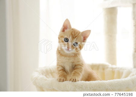 貓父母和孩子的日常風景 77645198