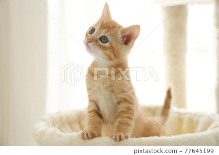 Everyday scenery of cat parents and children 77645199