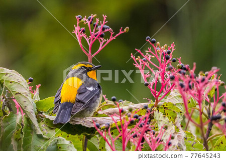 Narcissus flycatcher who came to eat the fruit of Cornus macrophylla 77645243