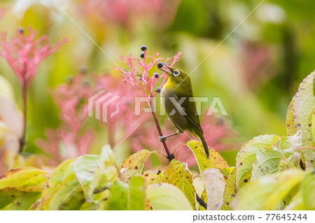 bird, birds, fowls 77645244