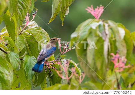 Blue-and-white flycatcher who came to eat the fruit of Cornus macrophylla 77645245