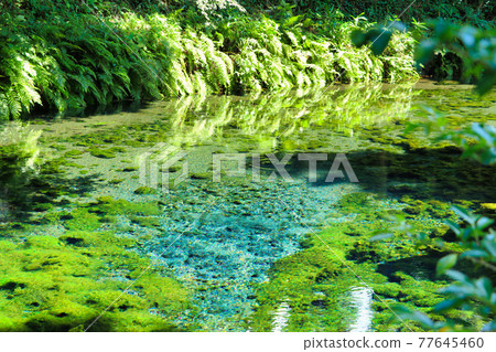 Shirakawa water source that springs up 77645460